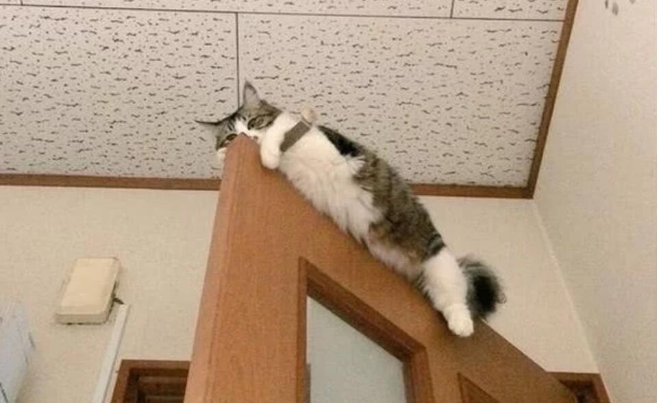 回家找不见猫咪，主人准备关门痛哭，结果一抬头吓了一大跳！