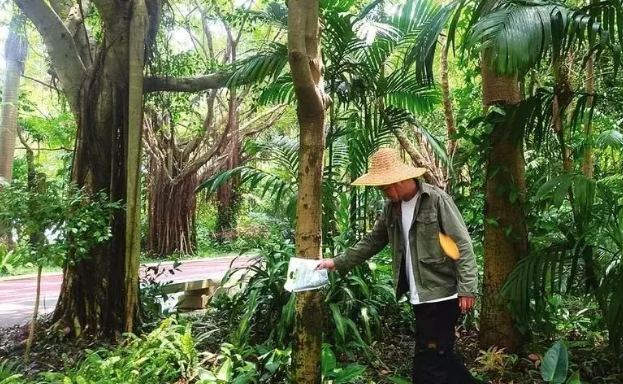 别碰更别吃！南宁公园里常见的这种大蜗牛或存在病原体和寄生虫