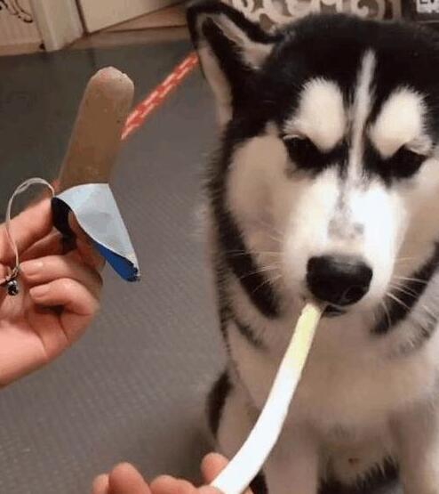 主人让金毛和二哈在火腿肠和大葱里选一个，结果让他傻了眼
