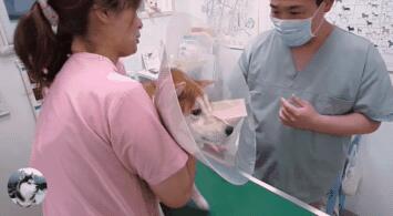 主人骗柴犬去打针,看到医生后态度就变了,狗:我要回家 主人骗柴犬去打针,看到医生后态度就变了,狗:我要回家