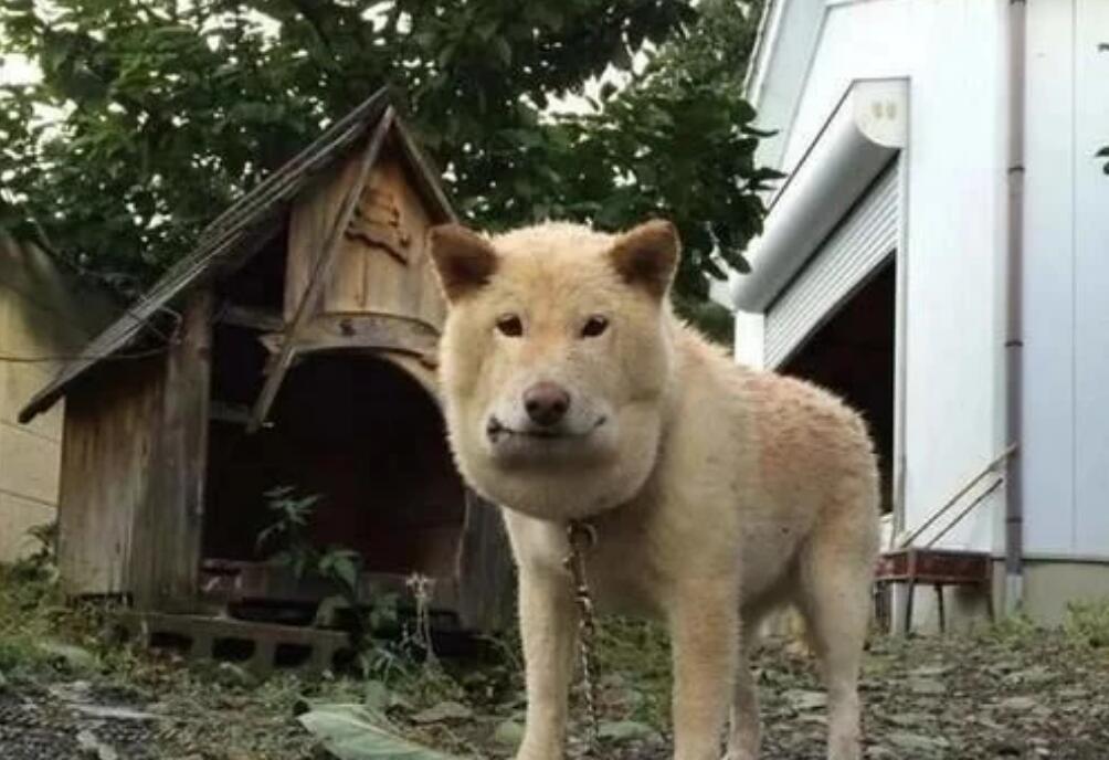 柴犬被毒蛇咬后却爆红网络，工整的四边形狗狗？狗：我开始方了？