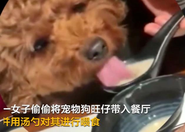女子用餐厅餐具喂狗吃饭，餐厅处理方式引起质疑，网友：太恶心了