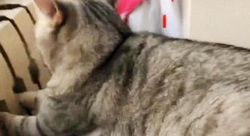 女子晚上下班回家，发现猫咪状态有点奇怪，走过去一看，傻眼了