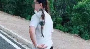 小奶猫散步走不动，下一秒耍赖做出这举动，网友瞬间被萌翻 