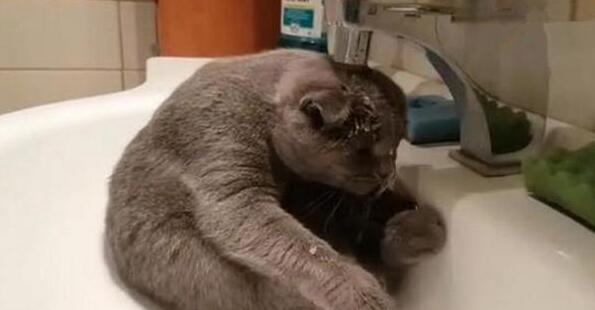养了只猫咪有洁癖,主人很无奈:我都没有你这么勤快 养了只猫咪有洁癖,主人很无奈:我都没有你这么勤快