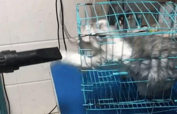 带猫咪去宠物店洗澡, 洗到一半老板郁闷了: 这只猫必须加钱 带猫咪去宠物店洗澡, 洗到一半老板郁闷了: 这只猫必须加钱