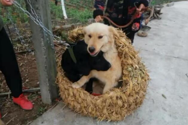 主人用稻草给狗做窝,狗子钻进窝里不出来,狗:纯天然真舒服…… 主人用稻草给狗做窝,狗子钻进窝里不出来,狗:纯天然真舒服……