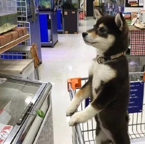 被主人带着来超市的柴犬，看到香肠一脸兴奋：妈，我就要买那个！