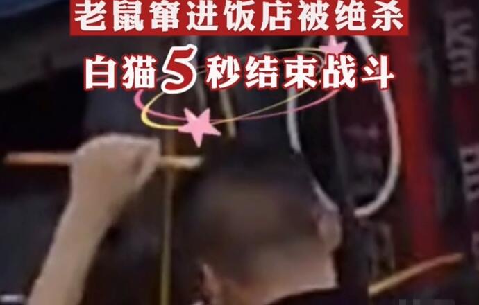 饭店上演“猫鼠大战”,白猫成功预判老鼠走位,5秒结束战斗 饭店上演“猫鼠大战”,白猫成功预判老鼠走位,5秒结束战斗