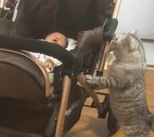 小主人一直哭,大猫在一旁着急:你别哭了,我把我的小鱼干给你! 小主人一直哭,大猫在一旁着急:你别哭了,我把我的小鱼干给你!