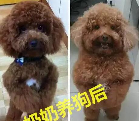 因参加高考,老妈把金毛给乡下奶奶带,再见狗时哭出声 因参加高考,老妈把金毛给乡下奶奶带,再见狗时哭出声