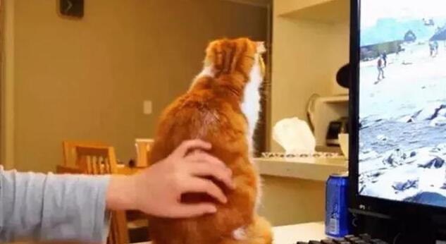 主人玩游戏，橘猫捣乱求关注被无情推开，猫咪伤心了：你不爱我了