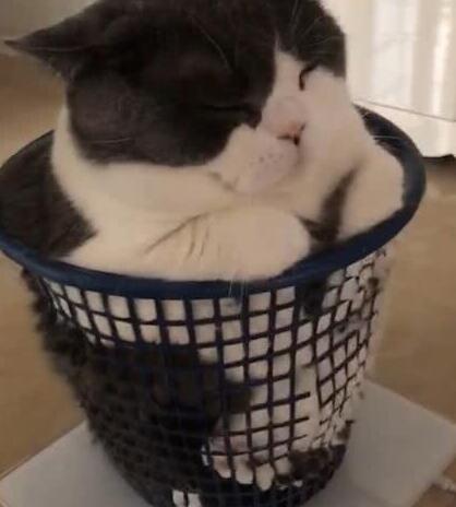 小猫咪一吃酸奶就激动,眼泪哗哗的流,原谅我不厚道地笑了! 小猫咪一吃酸奶就激动,眼泪哗哗的流,原谅我不厚道地笑了!