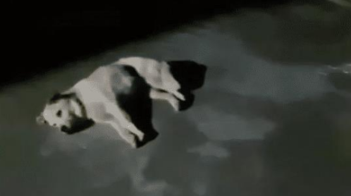 每只狗在死之前,都会做这件事,看后令你泪目 每只狗在死之前,都会做这件事,看后令你泪目