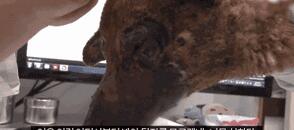 小奶狗被人纵火烧到面目全非,但看到有人来它仍在求生:救救我! 小奶狗被人纵火烧到面目全非,但看到有人来它仍在求生:救救我!