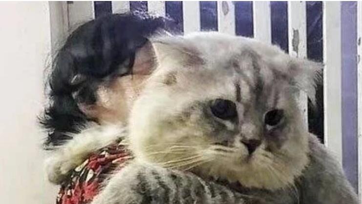 奶奶奋力抱着一只大肥猫,而猫一脸委屈,网友得知原因后笑喷 奶奶奋力抱着一只大肥猫,而猫一脸委屈,网友得知原因后笑喷