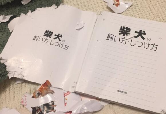 网友买了本如何饲养柴犬的书,第二天就被它给撕了,狗:问我啊! 网友买了本如何饲养柴犬的书,第二天就被它给撕了,狗:问我啊!