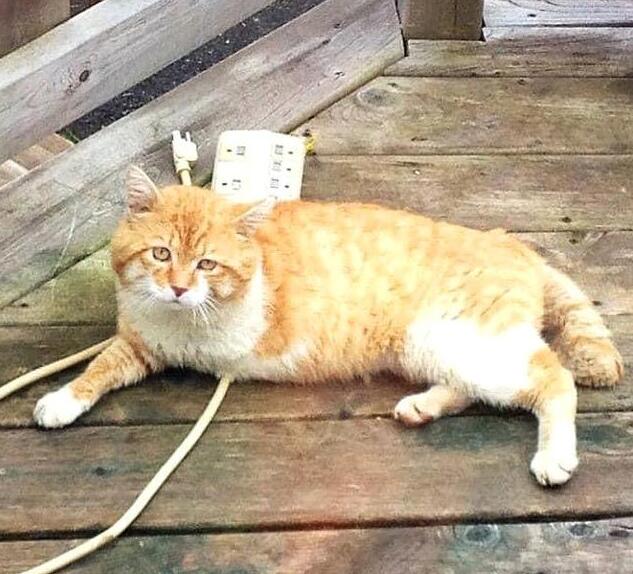 喂养一只三条腿的流浪猫5年,临终前希望家人收养猫,猫却不见了 喂养一只三条腿的流浪猫5年,临终前希望家人收养猫,猫却不见了