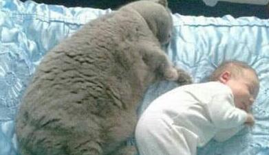 小姐姐养的猫咪越来越胖，剃完毛后怎么跟想象中的不一样啊