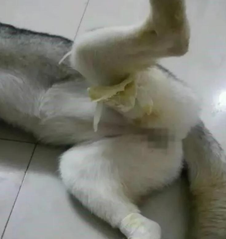 狗狗突然在房间里嚎叫，女主人一看心如刀割