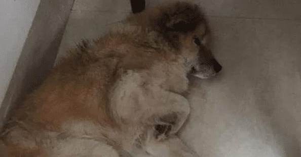 每只狗在死之前,都会做这件事,看后令你泪目 每只狗在死之前,都会做这件事,看后令你泪目