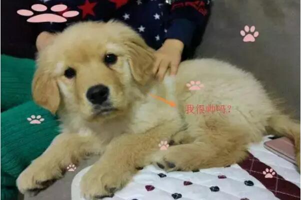 下班路上捡了一只狗狗，从此之后网友就不是亲生的了