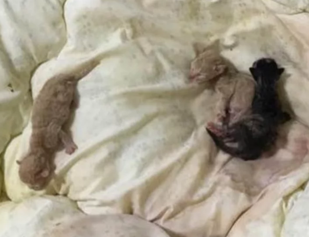 床单被猫咪弄脏了，主人正要发火，翻开一看却不忍心了