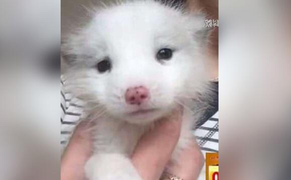 山西太原市的一名王姓女子花人民币1200元从宠物店买来一只银狐犬当宠物
