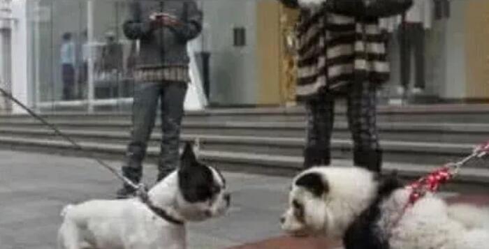 出门发现有人遛大熊猫，这得多膨胀，刚想报警却发生一件趣事！