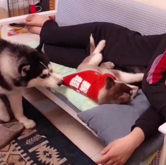 小狗睡在主人身边,老狗看到后,直接叼下地,汪:这个位置属于我 小狗睡在主人身边,老狗看到后,直接叼下地,汪:这个位置属于我