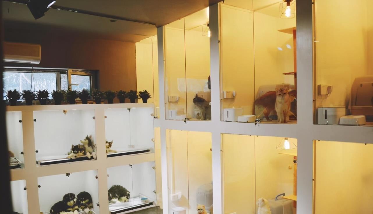 共享猫咪火爆,到底是什么人在租:责任感低,喜新厌旧,漠视生命