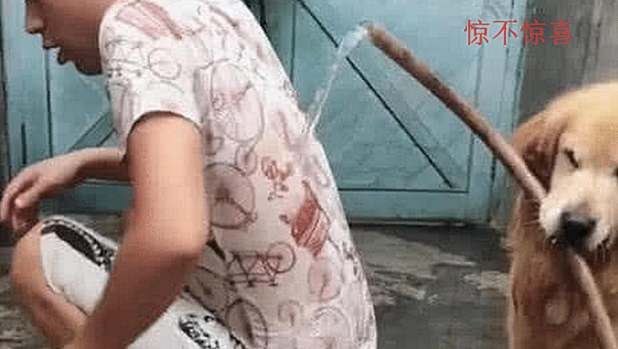 男子正在洗衣服，让金毛帮忙叼水管来装水，结果悔的肠子都青了 