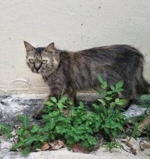 喂了一年的流浪猫不给摸,本以为养不熟,却被它送的礼物感动到了 喂了一年的流浪猫不给摸,本以为养不熟,却被它送的礼物感动到了