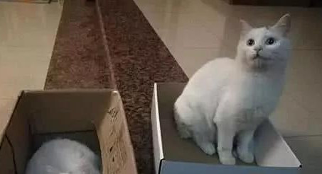 妈妈捡流浪猫回家,铲屎官一看:怎么长得跟自家主子一模一样 妈妈捡流浪猫回家,铲屎官一看:怎么长得跟自家主子一模一样