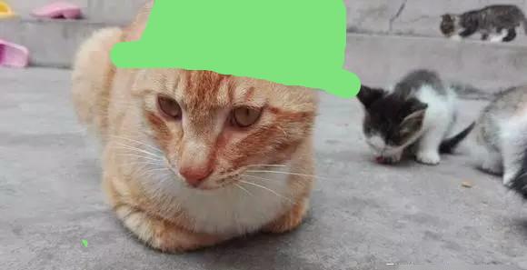 网友家猫咪生小猫，猫爸爸赶过来看孩子，八只小猫没有一个像他！