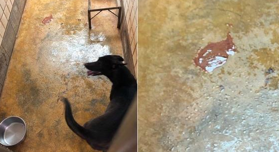小狗以为出去玩，高兴得合不拢嘴，最后才发现自己被弃 