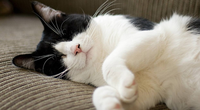 善心给狗买回来这东西，却差点儿要了狗狗的命，宠主看过肠道都悔青