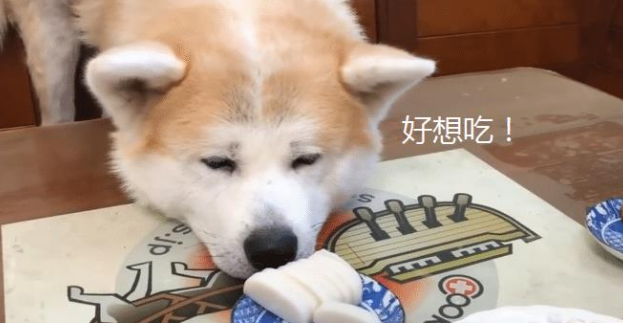 秋田犬已经9岁了 却像 忍者 一样 结果让主人防不胜防 宠界新闻