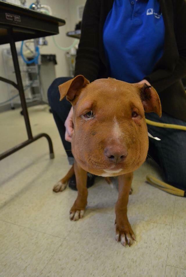 狗狗脸肿成猪头,以为是蜜蜂蛰的,医生揪出“夺命发圈” 狗狗脸肿成猪头,以为是蜜蜂蛰的,医生揪出“夺命发圈”