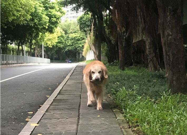 敢不敢把你家的狗狗照片发出来看看