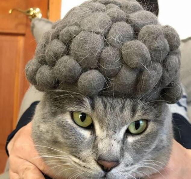 主人用猫咪的毛发摆造型,第6个惊艳到我了,网友:高手在民间
