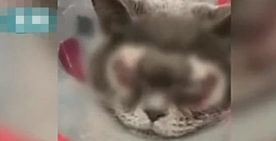 主人花1万元给猫咪割双眼皮,被网友狂怼:有考虑过猫的感受吗?