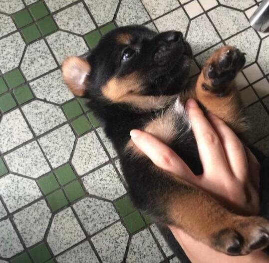 小田园犬被人抛弃,钻进车底不愿出来,眼神迷茫要哭了 小田园犬被人抛弃,钻进车底不愿出来,眼神迷茫要哭了