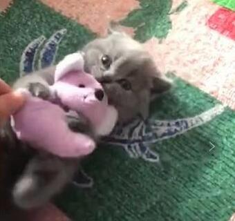 小奶猫紧抱玩具鼠萌翻天,主人想要抢过来,结果猫咪还急眼了…… 小奶猫紧抱玩具鼠萌翻天,主人想要抢过来,结果猫咪还急眼了……