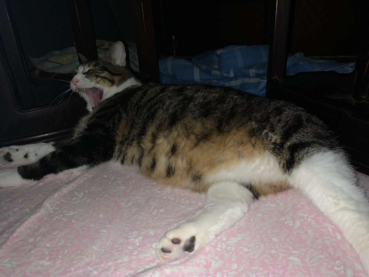 被迫减肥的猫咪