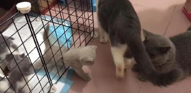 小奶猫被关在笼子里，急得大叫，之后发生的一幕让主人惊讶！