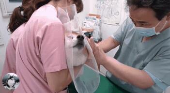 主人骗柴犬去打针,看到医生后态度就变了,狗:我要回家 主人骗柴犬去打针,看到医生后态度就变了,狗:我要回家