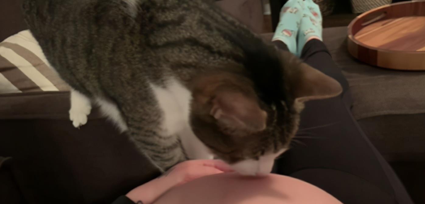 怀孕被家养猫咪知道后，暴脾气变成好脾气，还天天守着主人的肚子