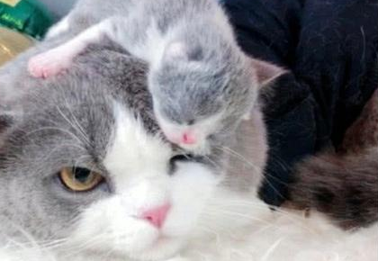 女子把小奶猫放在猫咪头上,低头看猫咪反应,一脸嫌弃