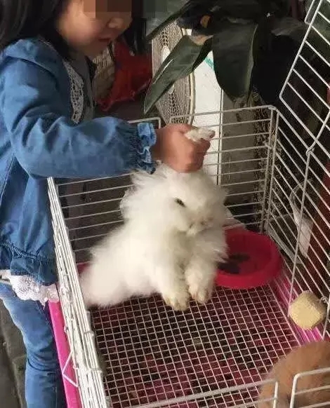 孩子买宠物不珍惜,踩死小兔子,爸爸硬核应对,未来少了一名罪犯 孩子买宠物不珍惜,踩死小兔子,爸爸硬核应对,未来少了一名罪犯